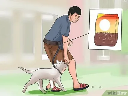 A Complete Guide to k9 off leash training for a More Confident and Well-Behaved Dog